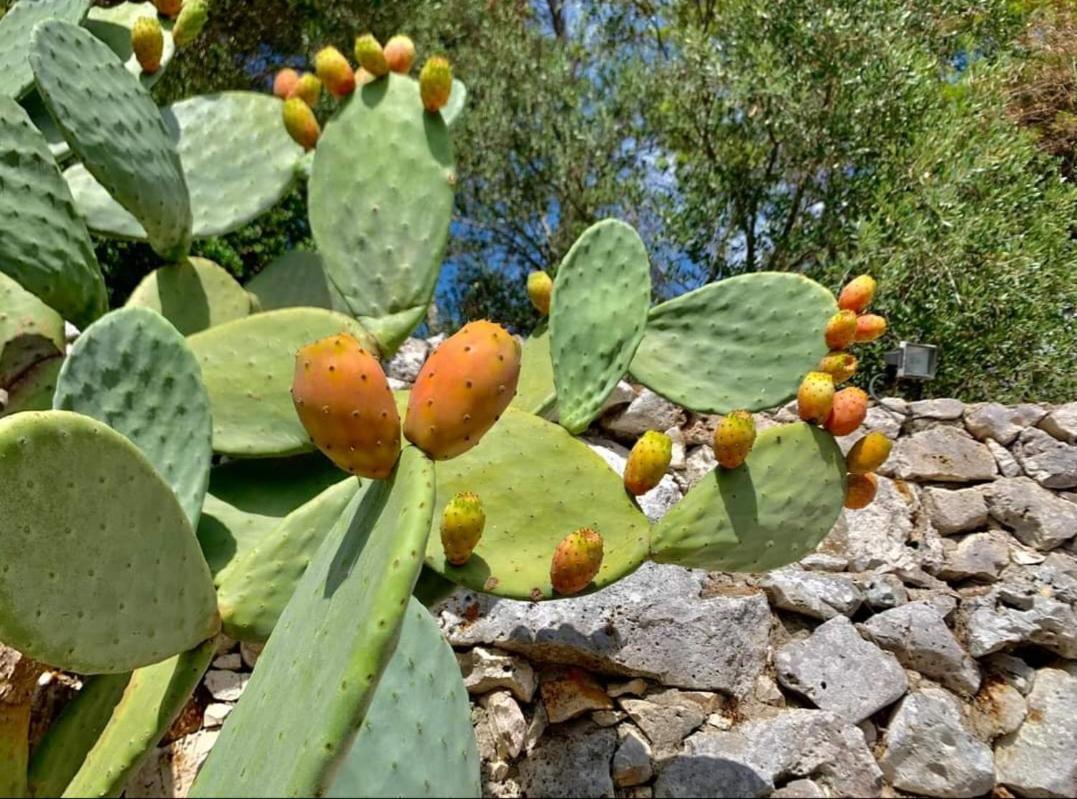 Trullo Dimora Di Pietra Gallipoli Baia Di Gallipoli Exteriör bild